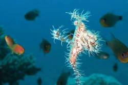 Dive Centre Equinox, Marsa Alam - Red Sea.